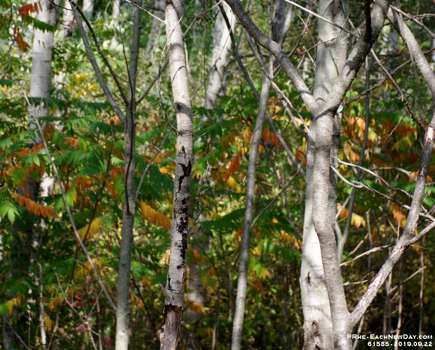 61585CrLe - A lovely Sunday afternoon hike with Beth, Julia - Andy along the Seaton Trail